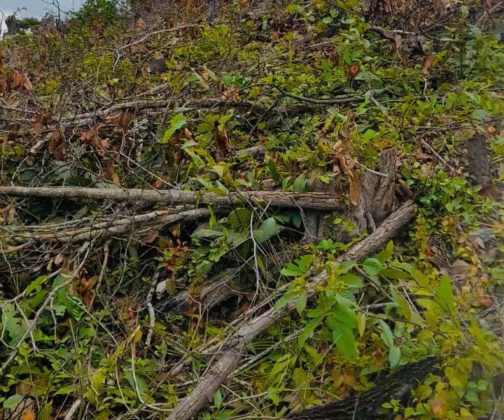 Hơn 6.000m2 rừng tự nhiên ở Gia Lai bị “phá trắng”, đốt cháy nham nhở