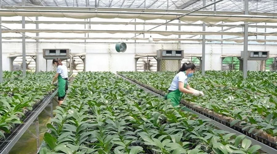 Hà Nội xây dựng mô hình sản xuất nông nghiệp hiện đại, ứng dụng công nghệ cao