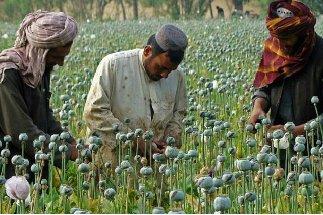 Diện tích trồng cây thuốc phiện tại Afghanistan giảm 20% trong 2025