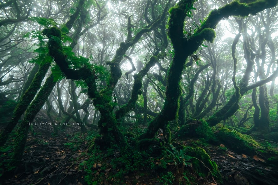 Mê đắm vẻ đẹp ma mị của rừng Samu