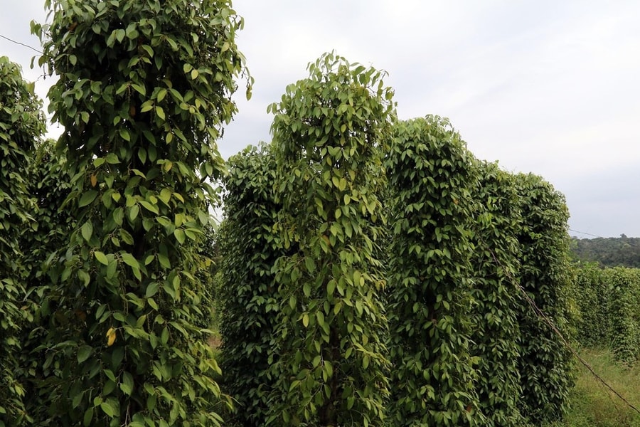 Giá tiêu hôm nay 8/11/2025: “Kim cương đen” giữ vững mặt bằng giá