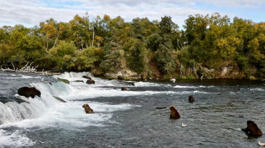 Alaska bị kiện vì cho phép săn gấu từ trực thăng