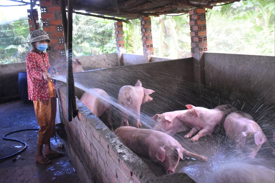 Giá heo hơi hôm nay 12/11: 3 miền tiếp tục lao dốc, đỉnh 51.000 đồng/kg biến mất