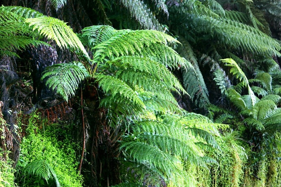 Trung Quốc phát hiện khoáng chất đất hiếm từ cây dương xỉ