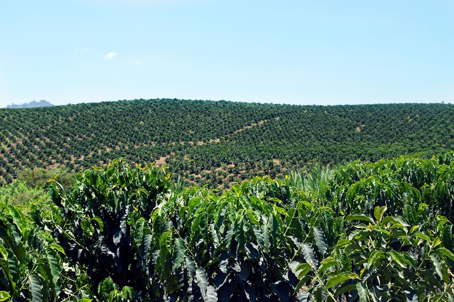 Giá cà phê hôm nay 15/11/2025: Lao dốc 3 ngày liên tiếp bởi nguồn cung dồi dào