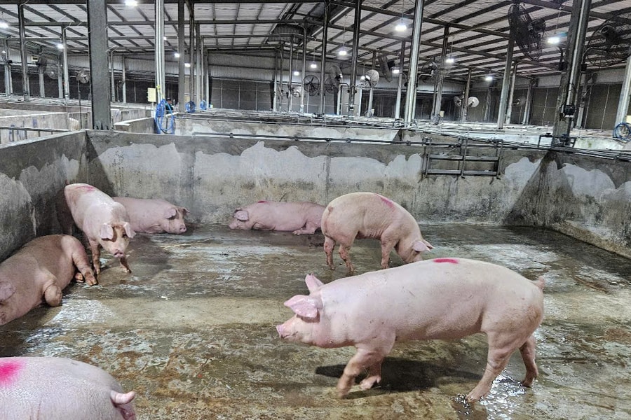 Giá heo hơi hôm nay 15/11: Miền Trung bất ngờ tăng nhẹ