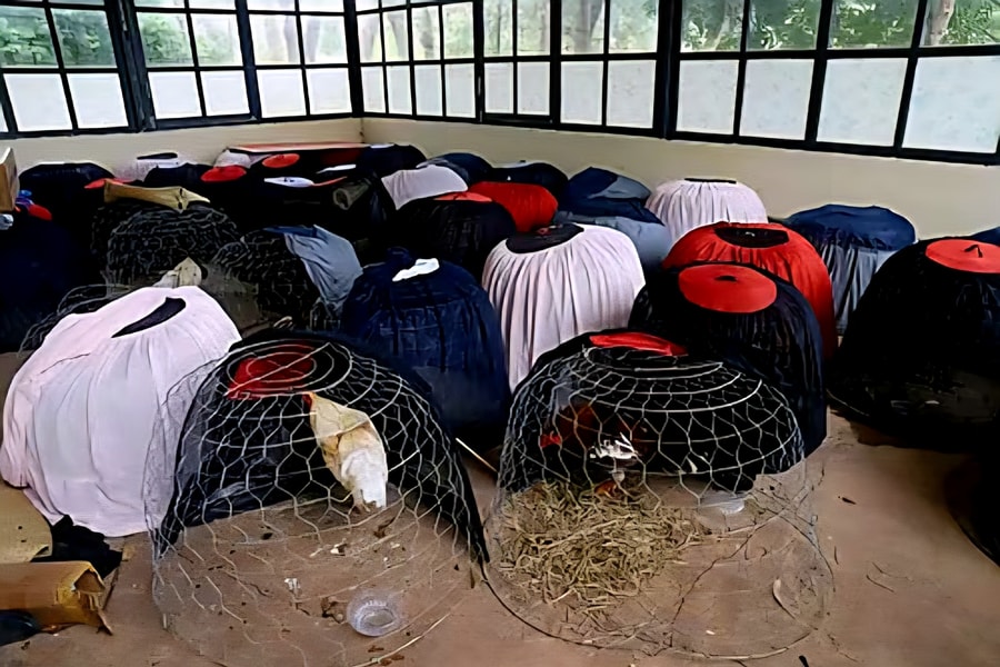 Lâm Đồng: Triệt xóa 'sới gà' giữa rẫy cao su và cà phê