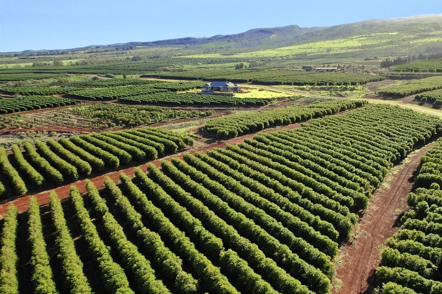 Giá cà phê hôm nay 19/11/2025: Sắc xanh trở lại, phục hồi trong và ngoài nước