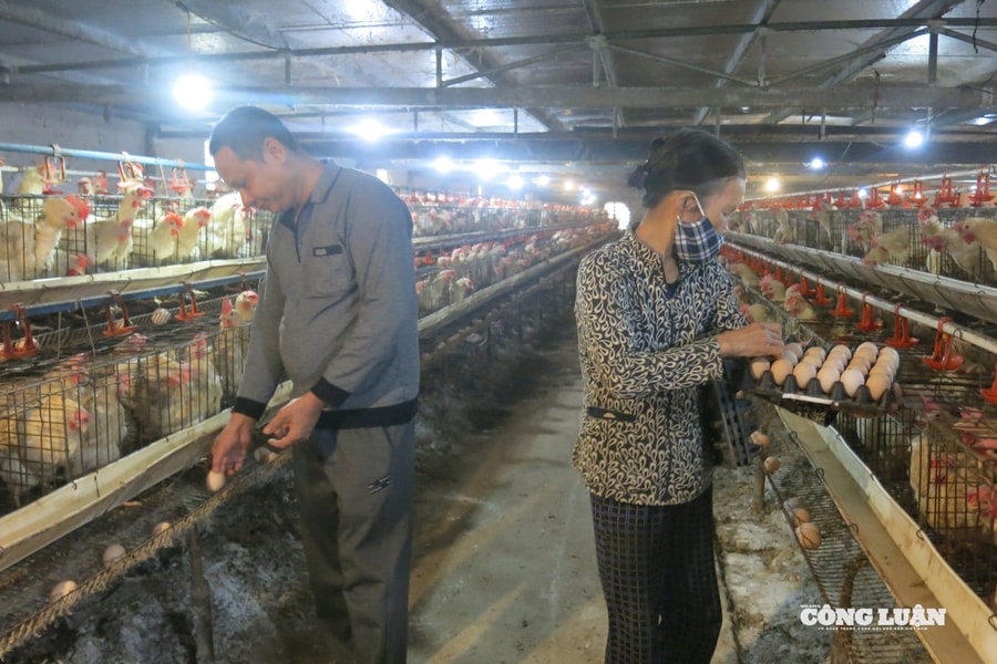 Hải Phòng: Quy định mới về mức hỗ trợ dịch bệnh động vật